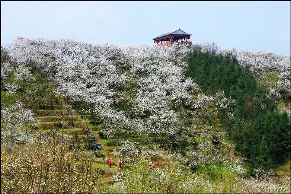 【春天，广西桂林灌阳县向您发出邀请！】我们在灌阳看梨花 - 游山玩水 - 新余生活社区 - 新余28生活网 xinyu.28life.net