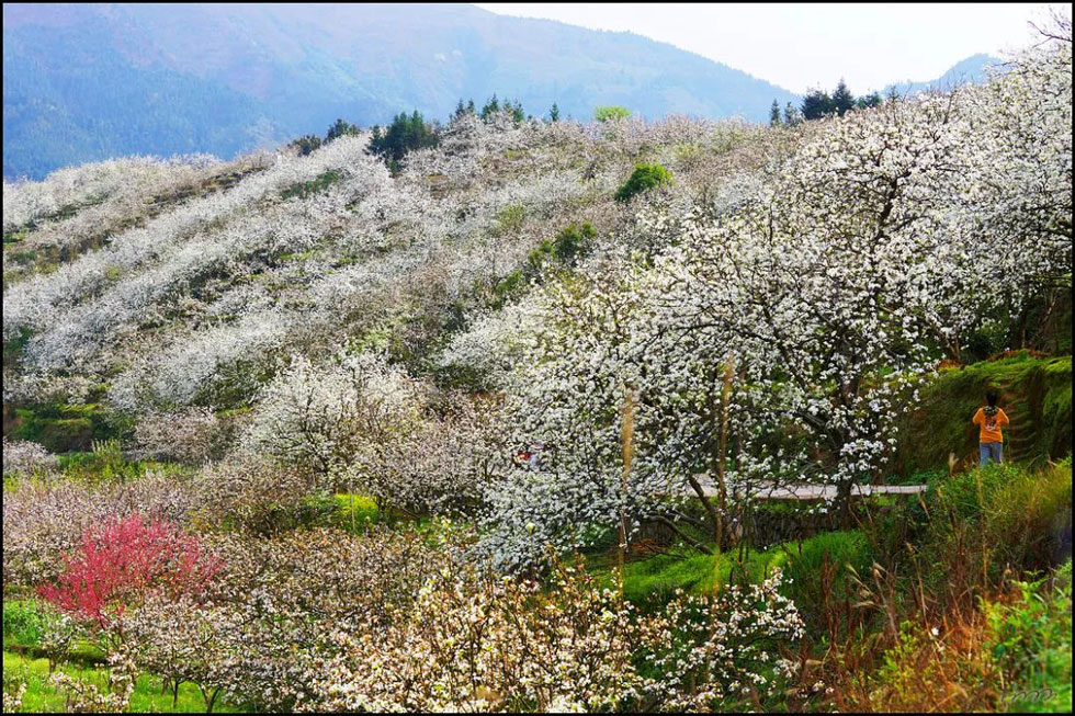 【春天，广西桂林灌阳县向您发出邀请！】我们在灌阳看梨花 - 游山玩水 - 新余生活社区 - 新余28生活网 xinyu.28life.net