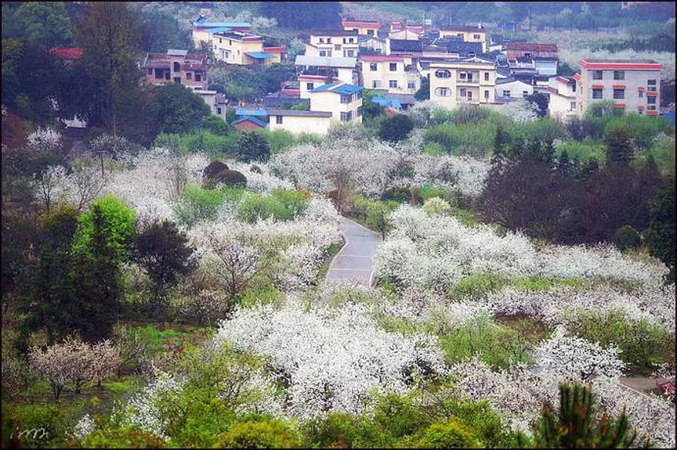 【春天，广西桂林灌阳县向您发出邀请！】我们在灌阳看梨花 - 游山玩水 - 新余生活社区 - 新余28生活网 xinyu.28life.net