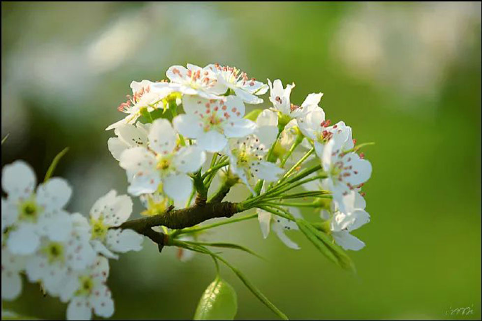 【春天，广西桂林灌阳县向您发出邀请！】我们在灌阳看梨花 - 游山玩水 - 新余生活社区 - 新余28生活网 xinyu.28life.net