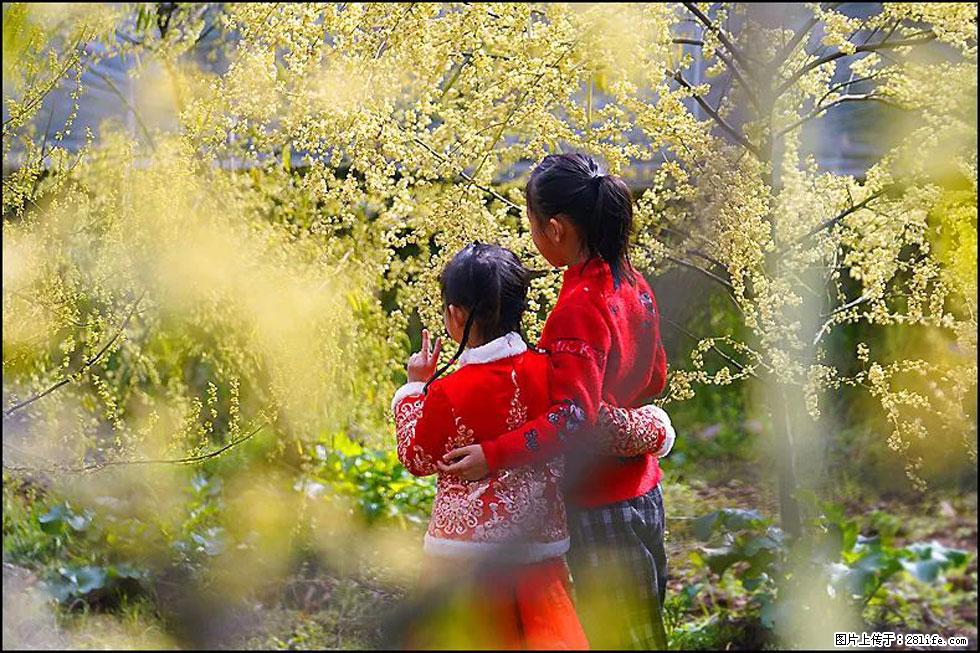 【春天，广西桂林灌阳县向您发出邀请！】米珠山前有片山苍子花在飘香 - 游山玩水 - 新余生活社区 - 新余28生活网 xinyu.28life.net