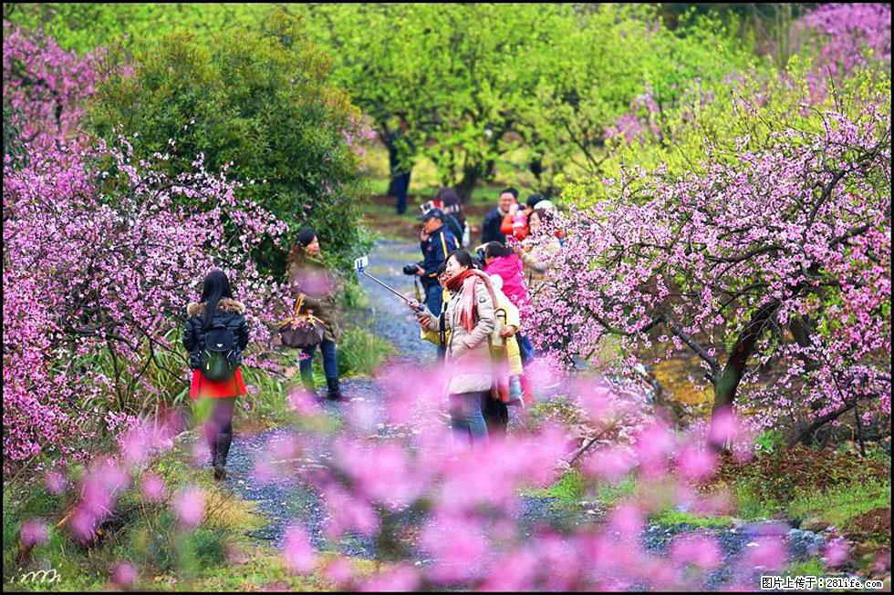 【春天，广西桂林灌阳县向您发出邀请！】官庄村有个醉美的桃花园 - 游山玩水 - 新余生活社区 - 新余28生活网 xinyu.28life.net
