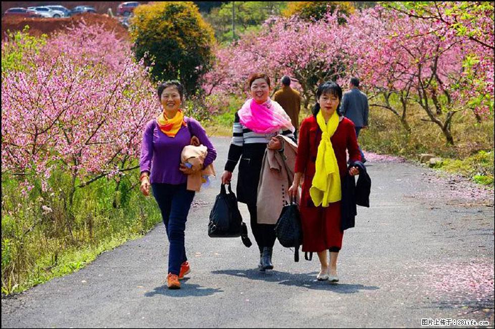 【春天，广西桂林灌阳县向您发出邀请！】官庄村有个醉美的桃花园 - 游山玩水 - 新余生活社区 - 新余28生活网 xinyu.28life.net