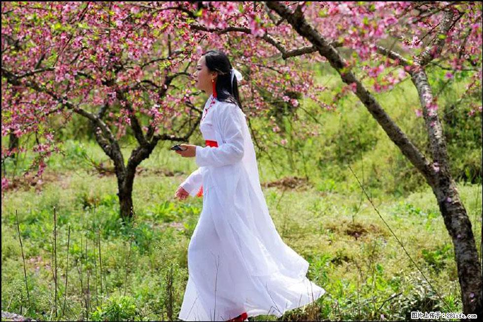 【春天，广西桂林灌阳县向您发出邀请！】官庄村有个醉美的桃花园 - 游山玩水 - 新余生活社区 - 新余28生活网 xinyu.28life.net