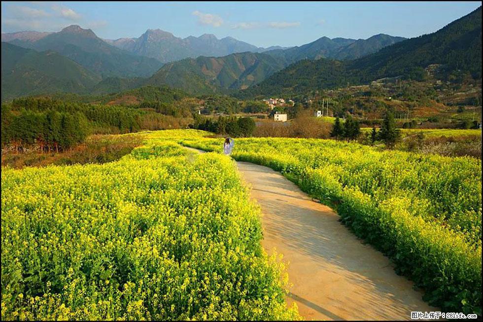 【春天，广西桂林灌阳县向您发出邀请！】长坪村油菜盛情花开 - 游山玩水 - 新余生活社区 - 新余28生活网 xinyu.28life.net