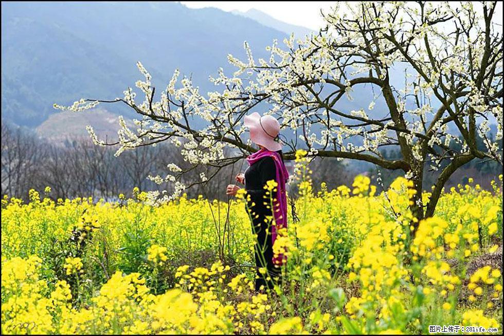 【春天，广西桂林灌阳县向您发出邀请！】长坪村油菜盛情花开 - 游山玩水 - 新余生活社区 - 新余28生活网 xinyu.28life.net