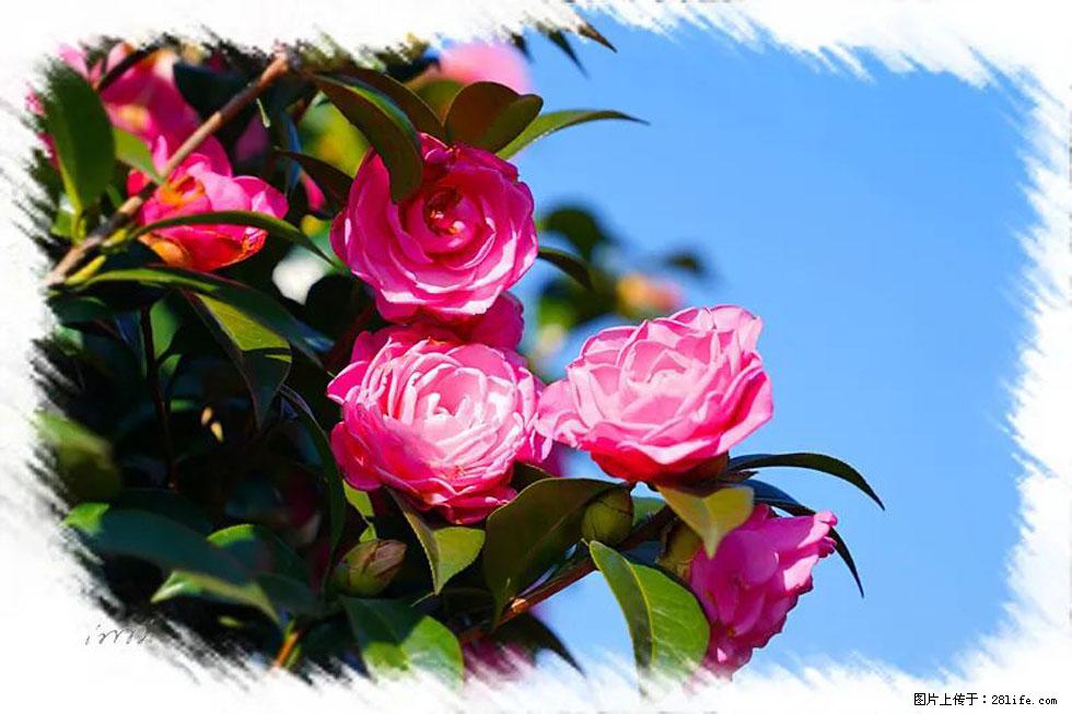 【春天，广西桂林灌阳县向您发出邀请！】杨柳井茶花惹人爱 - 游山玩水 - 新余生活社区 - 新余28生活网 xinyu.28life.net