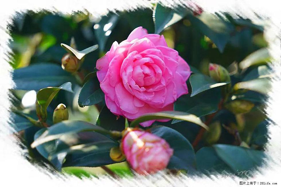 【春天，广西桂林灌阳县向您发出邀请！】杨柳井茶花惹人爱 - 游山玩水 - 新余生活社区 - 新余28生活网 xinyu.28life.net