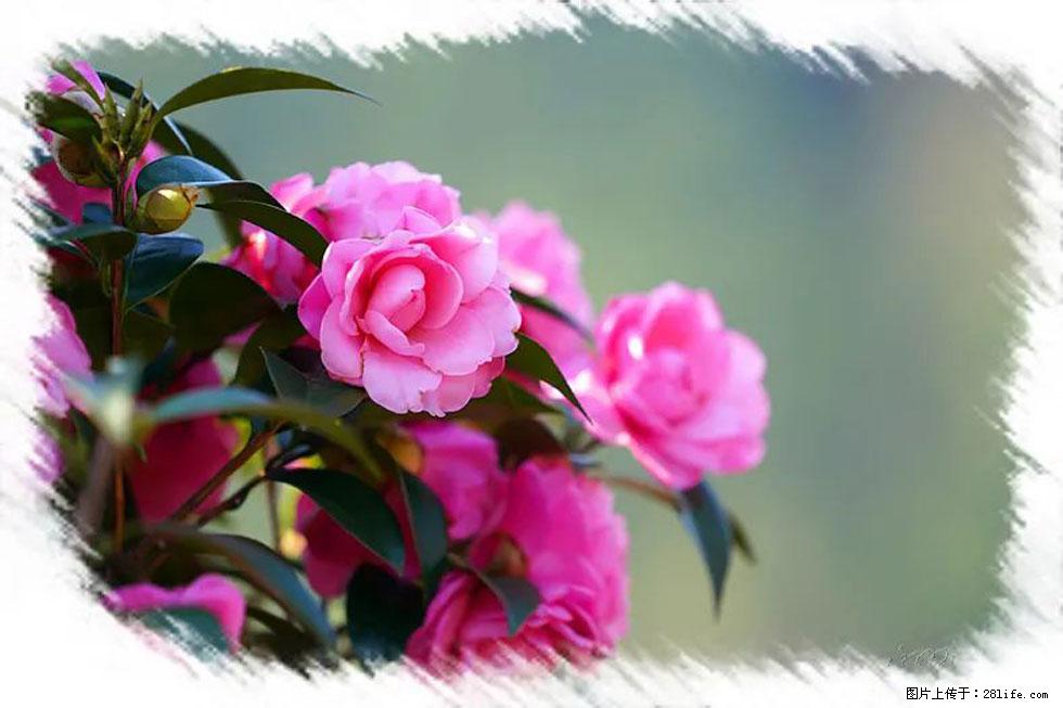 【春天，广西桂林灌阳县向您发出邀请！】杨柳井茶花惹人爱 - 游山玩水 - 新余生活社区 - 新余28生活网 xinyu.28life.net