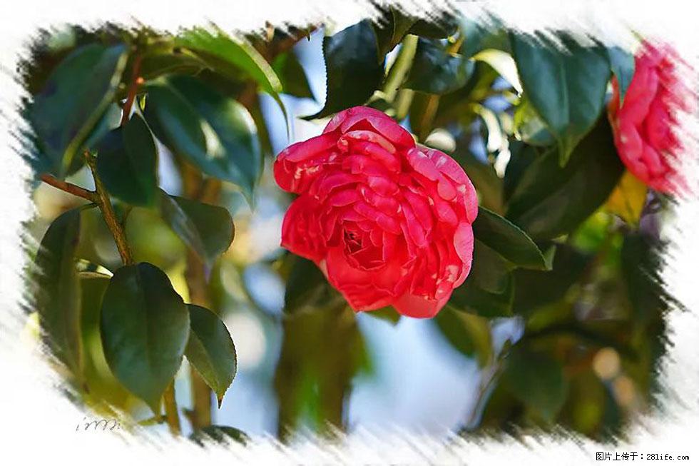 【春天，广西桂林灌阳县向您发出邀请！】杨柳井茶花惹人爱 - 游山玩水 - 新余生活社区 - 新余28生活网 xinyu.28life.net