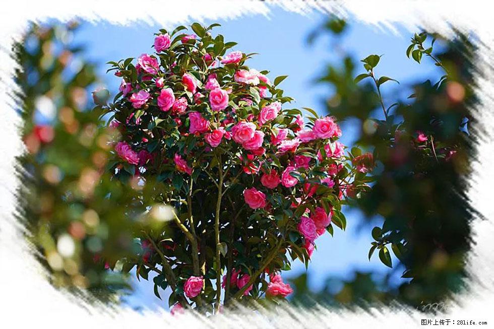 【春天，广西桂林灌阳县向您发出邀请！】杨柳井茶花惹人爱 - 游山玩水 - 新余生活社区 - 新余28生活网 xinyu.28life.net