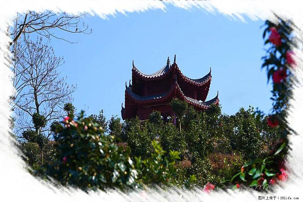 【春天，广西桂林灌阳县向您发出邀请！】杨柳井茶花惹人爱 - 游山玩水 - 新余生活社区 - 新余28生活网 xinyu.28life.net