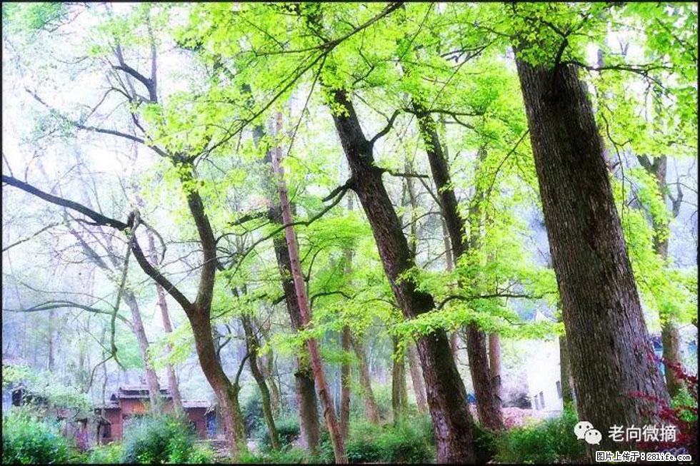 【春天，广西桂林灌阳县向您发出邀请！】在小龙村与春天约会 - 游山玩水 - 新余生活社区 - 新余28生活网 xinyu.28life.net