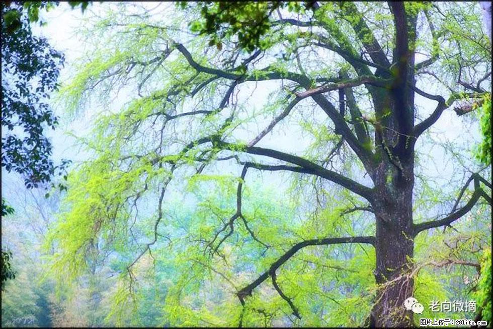 【春天，广西桂林灌阳县向您发出邀请！】在小龙村与春天约会 - 游山玩水 - 新余生活社区 - 新余28生活网 xinyu.28life.net