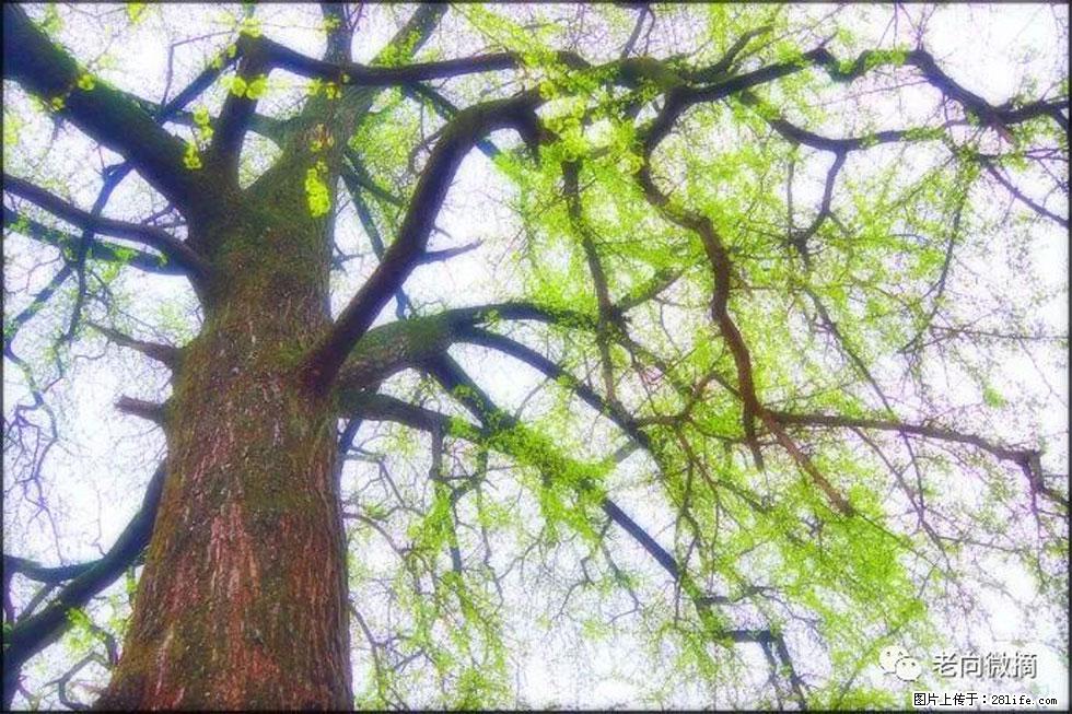 【春天，广西桂林灌阳县向您发出邀请！】在小龙村与春天约会 - 游山玩水 - 新余生活社区 - 新余28生活网 xinyu.28life.net