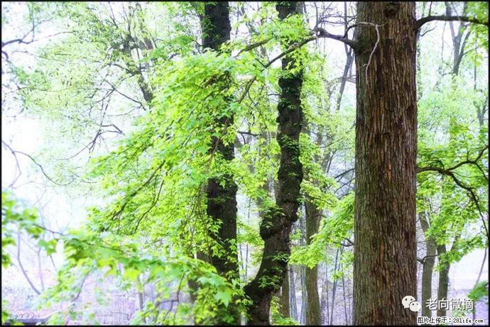 【春天，广西桂林灌阳县向您发出邀请！】在小龙村与春天约会 - 游山玩水 - 新余生活社区 - 新余28生活网 xinyu.28life.net