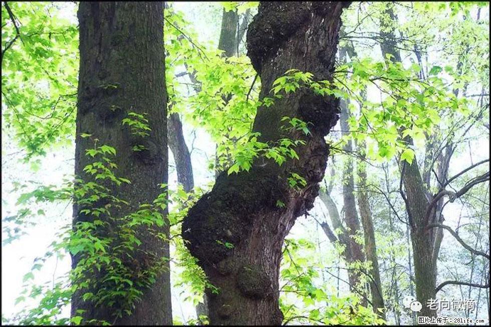 【春天，广西桂林灌阳县向您发出邀请！】在小龙村与春天约会 - 游山玩水 - 新余生活社区 - 新余28生活网 xinyu.28life.net
