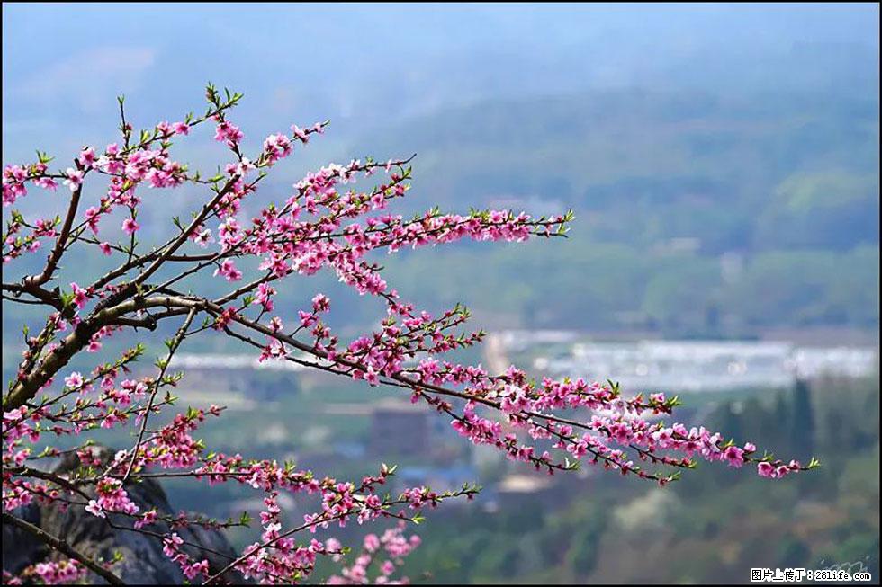 【春天，广西桂林灌阳县向您发出邀请！】望月岭上桃花开 - 游山玩水 - 新余生活社区 - 新余28生活网 xinyu.28life.net