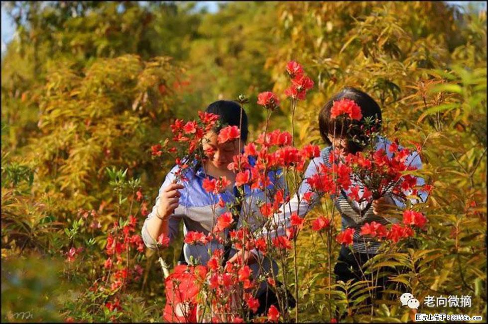 【春天，广西桂林灌阳县向您发出邀请！】登麒麟山，相约映山红 - 游山玩水 - 新余生活社区 - 新余28生活网 xinyu.28life.net