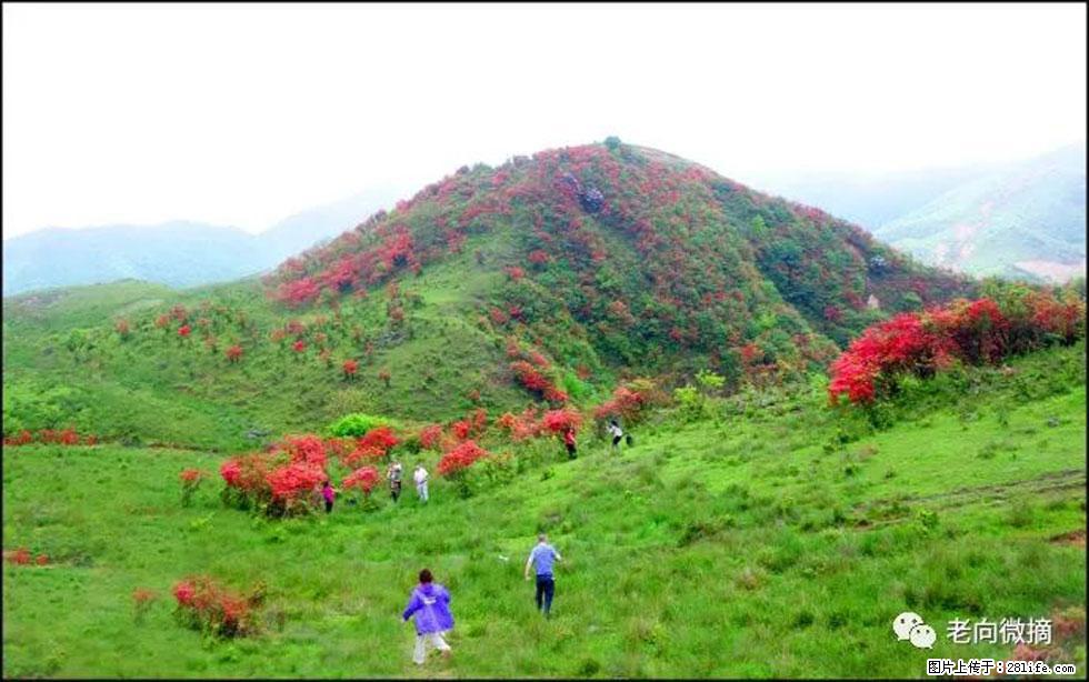 【春天，广西桂林灌阳县向您发出邀请！】宝盖山上映山红 - 游山玩水 - 新余生活社区 - 新余28生活网 xinyu.28life.net