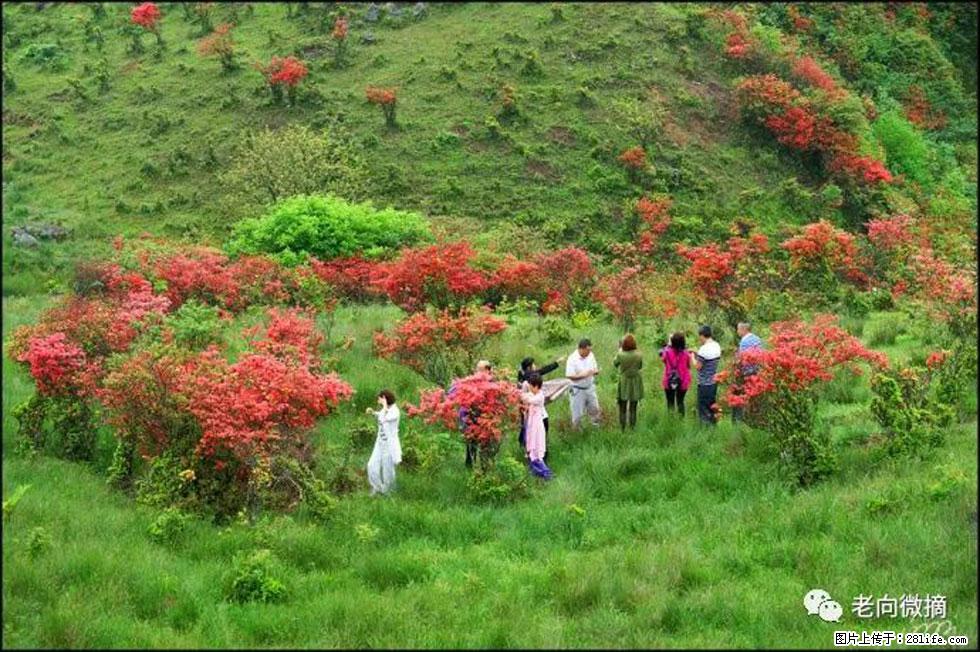 【春天，广西桂林灌阳县向您发出邀请！】宝盖山上映山红 - 游山玩水 - 新余生活社区 - 新余28生活网 xinyu.28life.net