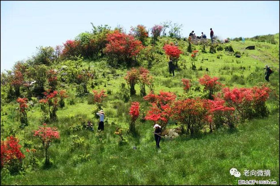 【春天，广西桂林灌阳县向您发出邀请！】宝盖山上映山红 - 游山玩水 - 新余生活社区 - 新余28生活网 xinyu.28life.net