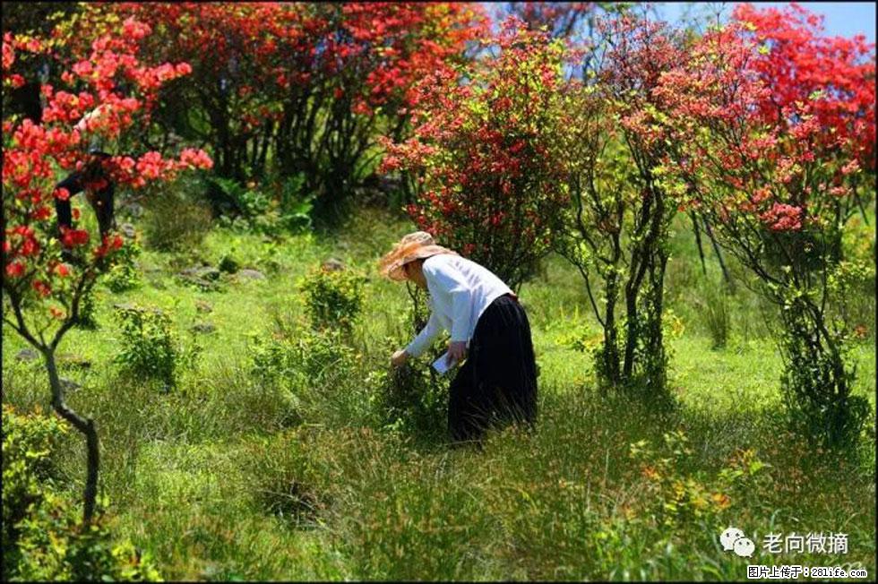 【春天，广西桂林灌阳县向您发出邀请！】宝盖山上映山红 - 游山玩水 - 新余生活社区 - 新余28生活网 xinyu.28life.net