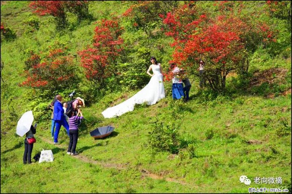【春天，广西桂林灌阳县向您发出邀请！】宝盖山上映山红 - 游山玩水 - 新余生活社区 - 新余28生活网 xinyu.28life.net
