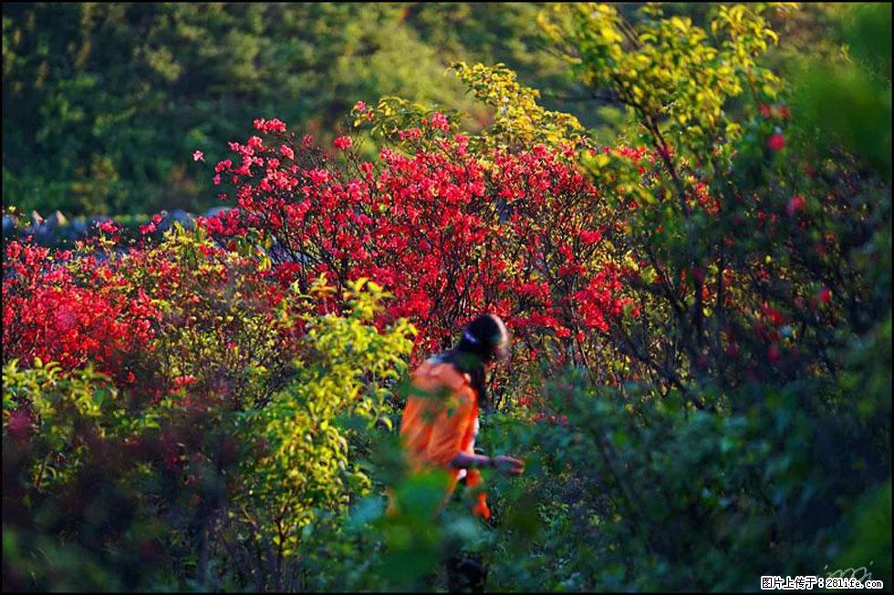 【春天，广西桂林灌阳县向您发出邀请！】春木界上映山红 - 游山玩水 - 新余生活社区 - 新余28生活网 xinyu.28life.net