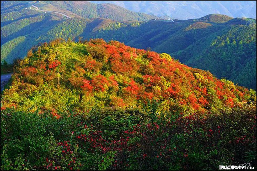 【春天，广西桂林灌阳县向您发出邀请！】春木界上映山红 - 游山玩水 - 新余生活社区 - 新余28生活网 xinyu.28life.net