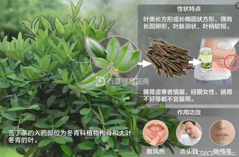 苦丁茶有哪些功效和作用 - 生活百科 - 新余生活社区 - 新余28生活网 xinyu.28life.net