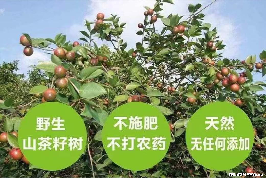 【灌阳县油茶产业示范区】一个有着充实的精神生活的人，对待身外之物自会有一种淡泊的态度 - 土特产 - 饮食特产 - 新余分类信息 - 新余28生活网 xinyu.28life.net