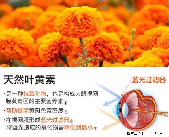 叶黄素有什么功效和作用 - 生活百科 - 新余生活社区 - 新余28生活网 xinyu.28life.net