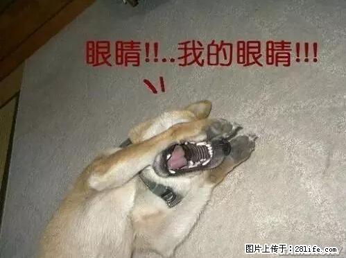 笑癫了！一女的怀孕三年未生，他终于忍不住了... - 娱乐八卦 - 新余生活社区 - 新余28生活网 xinyu.28life.net