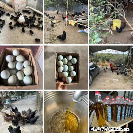 油茶园从小鸡仔开始养起的纯土鸡、土鸡蛋可以预定啦！还有前几天刚榨的纯山茶油哦 - 美食天地 - 新余生活社区 - 新余28生活网 xinyu.28life.net