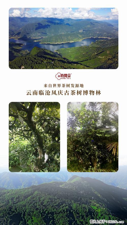 时间果百年古树2025年春红茶 - 购物交流 - 新余生活社区 - 新余28生活网 xinyu.28life.net