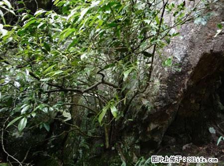 平乐石崖茶，珍贵仅次于金花茶 - 新余生活资讯 - 新余28生活网 xinyu.28life.net