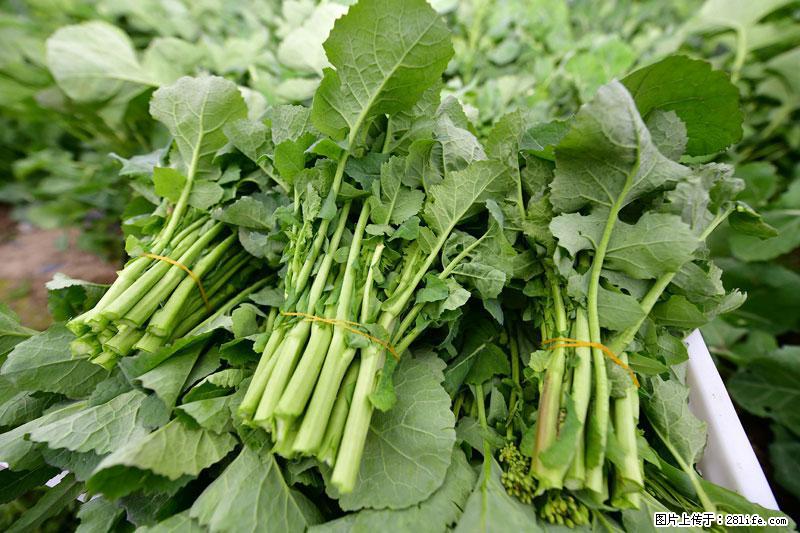 这些蔬菜是“天然钙片”，这6种被医生重点推荐 - 新余生活资讯 - 新余28生活网 xinyu.28life.net